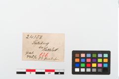 Etiketten zu Perlenkette (NHMW-PRAE-024158)